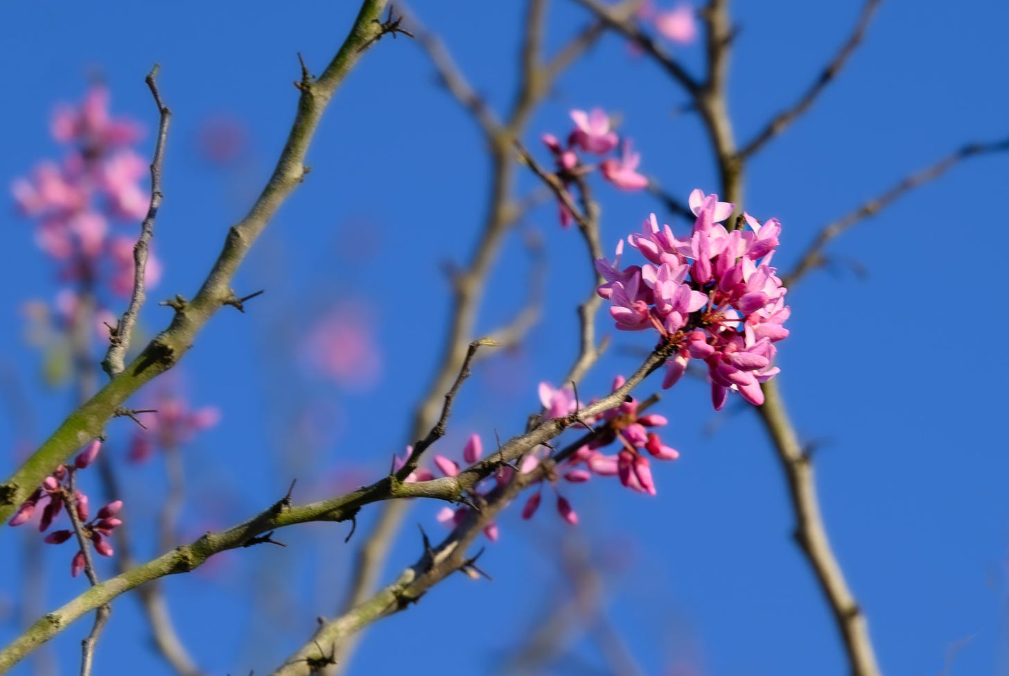 The pink blooms of the Red Bud tree with a single bloom in focus with a bright blue sky in the background