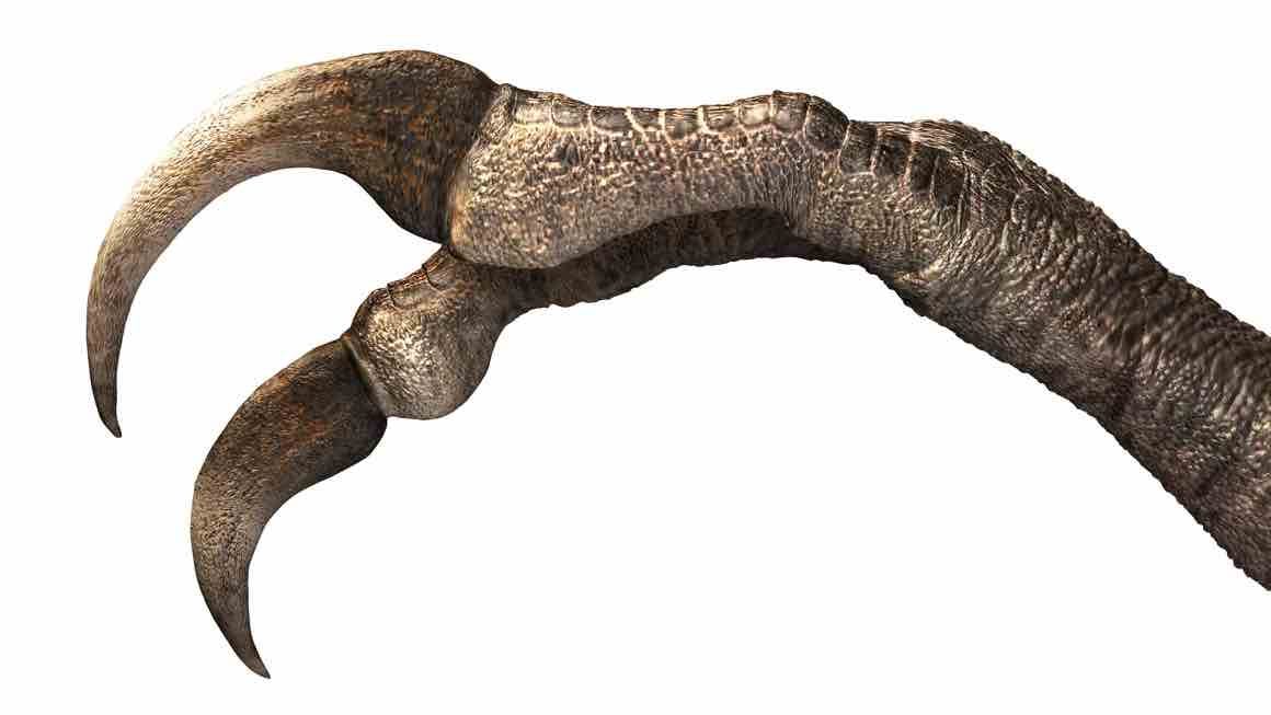 dinosaur claw reconstruction: Masoto Hattori