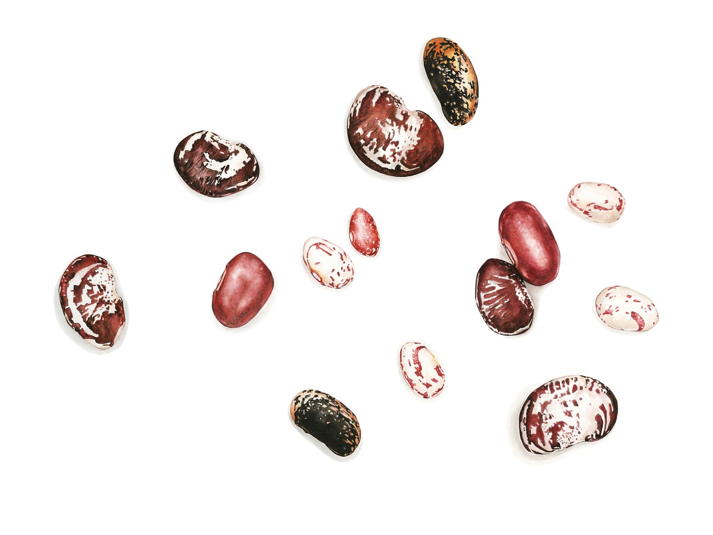 watercolor painting of different colored heirloom beans against a white background
