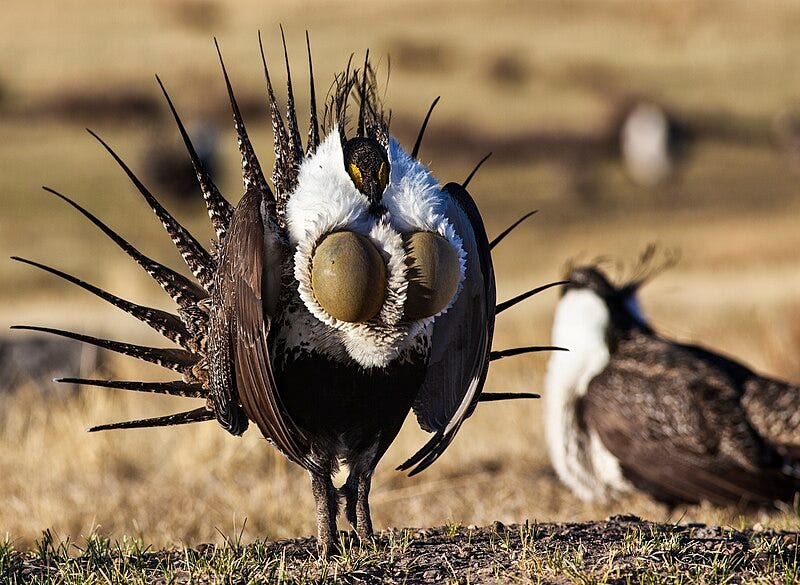 File:Greater sage-grouse (Centrocercus urophasianus).jpg