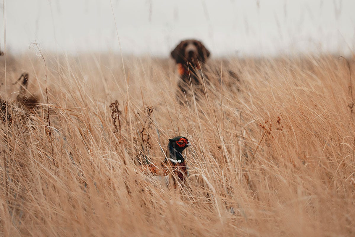 A dog points a pheasant. 