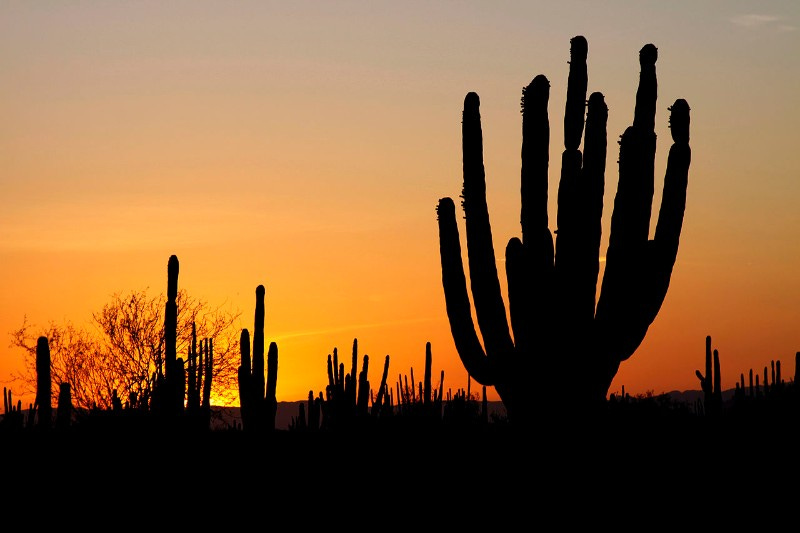 Desiertos de México