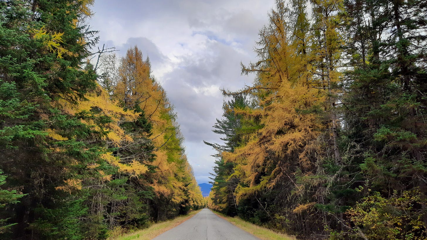 Tamarack, or larch, trees line the sides of a rural road in the Adirondacks. They’re the only deciduous conifer tree inside the Blue Line