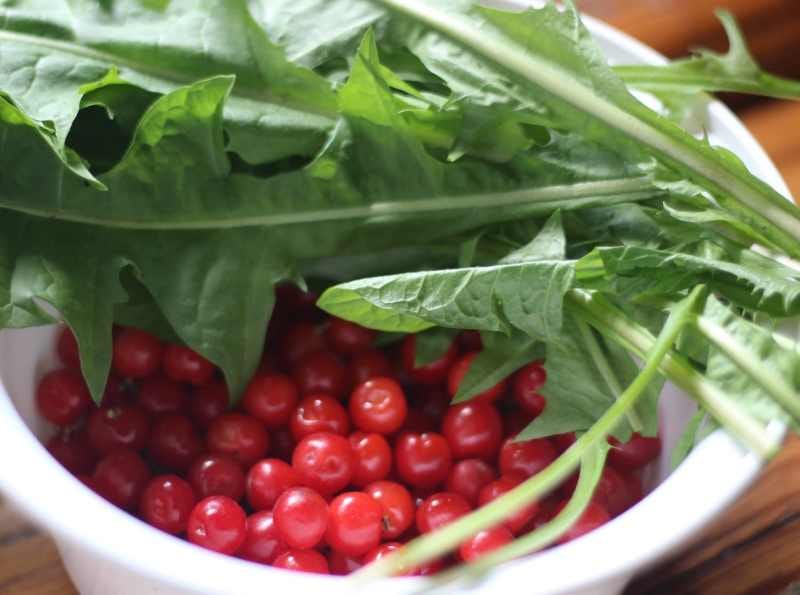 bush cherries and dandelion leaves