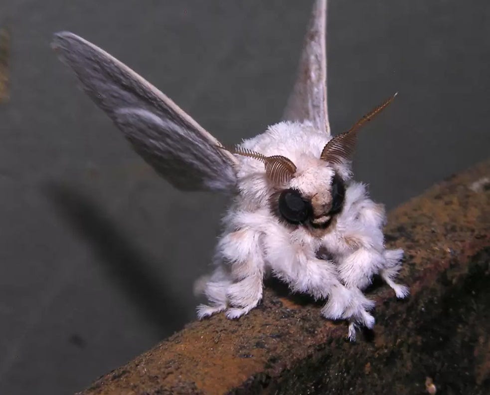 Venezuelan Poodle Moth