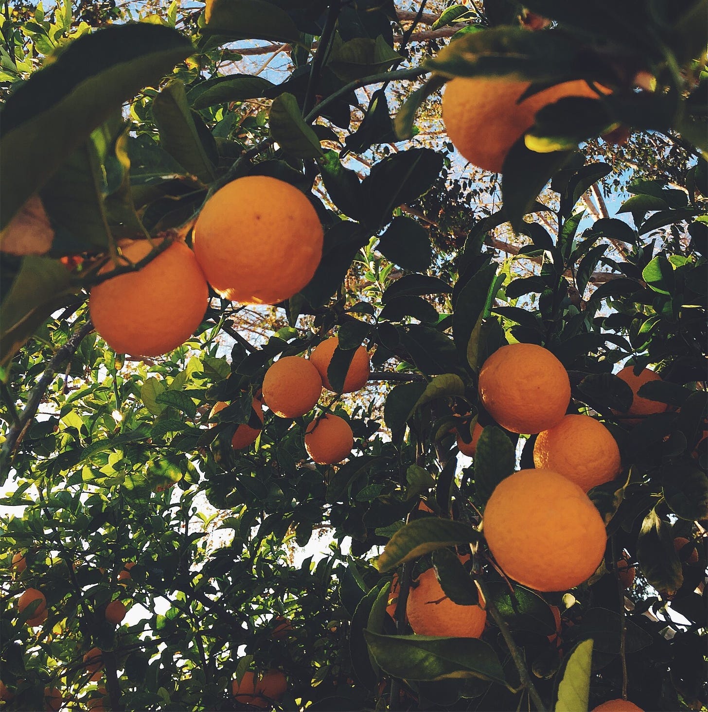 Oranges on my old orange tree