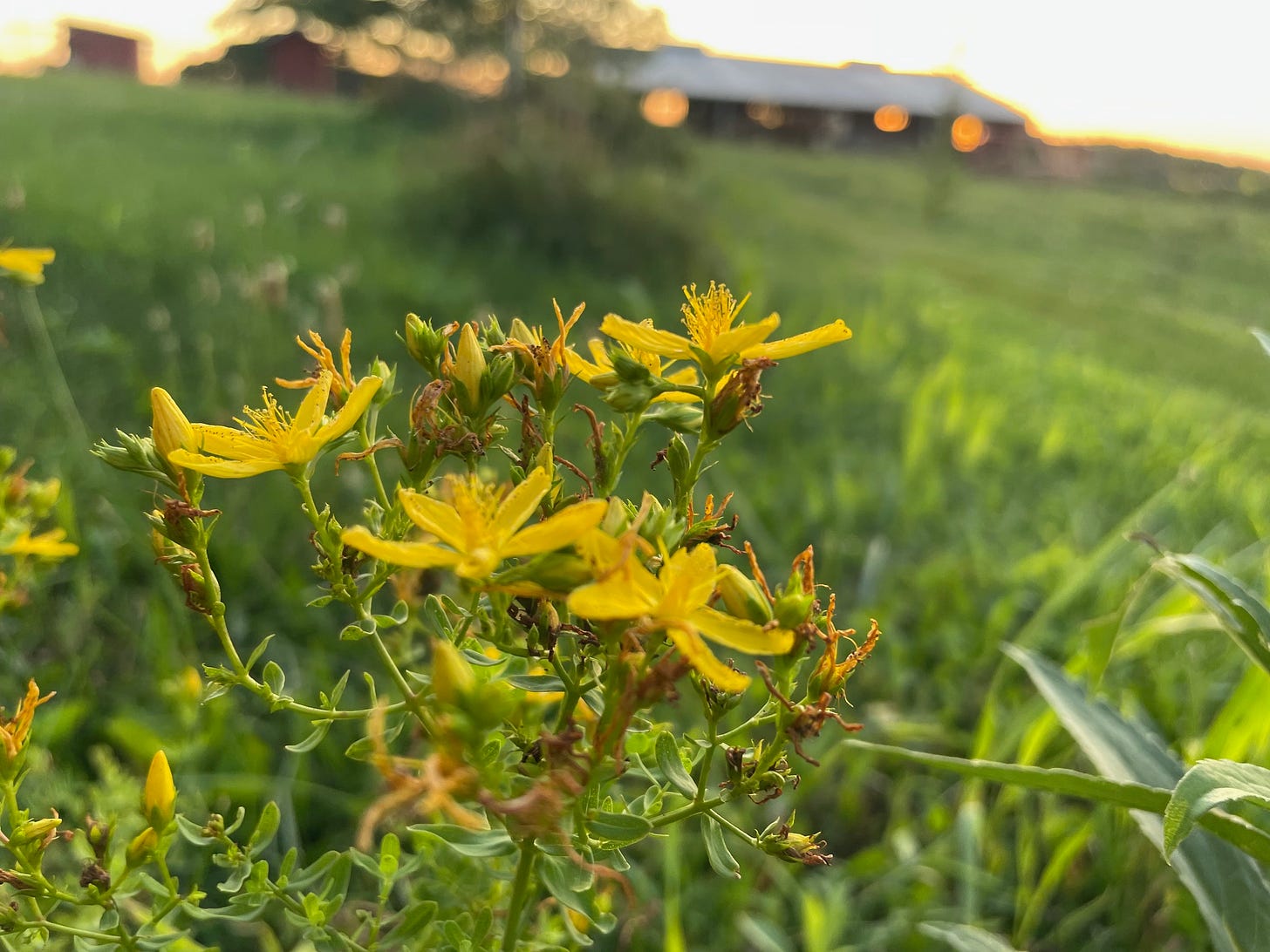 side view of the flowers of St. Johns wort 