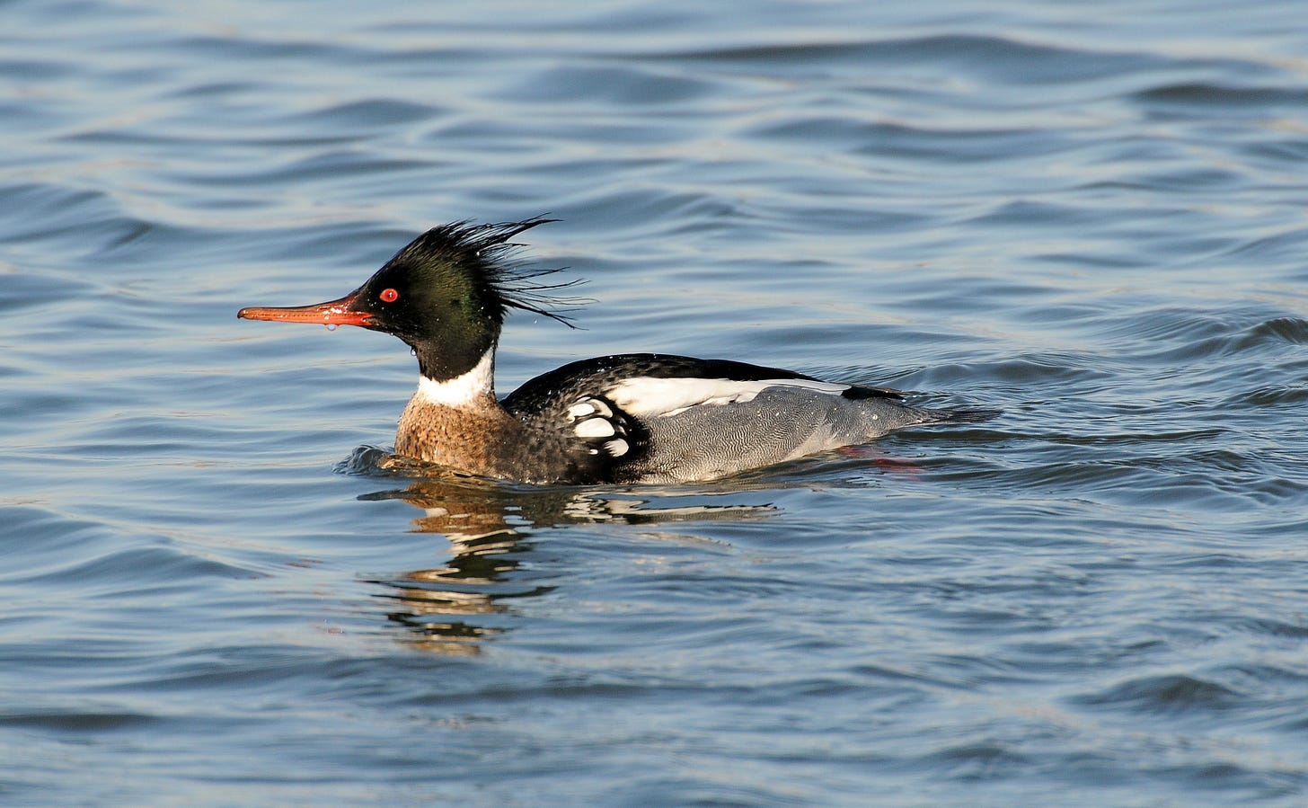 red-breasted merganser swimming on the water