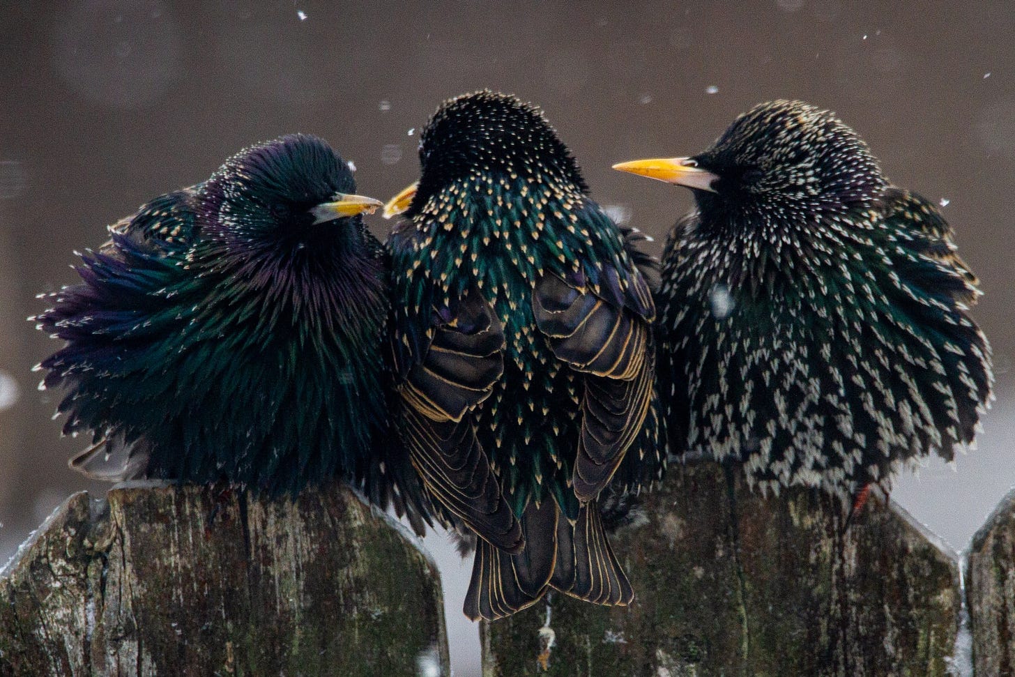 Photo of three European starlings.