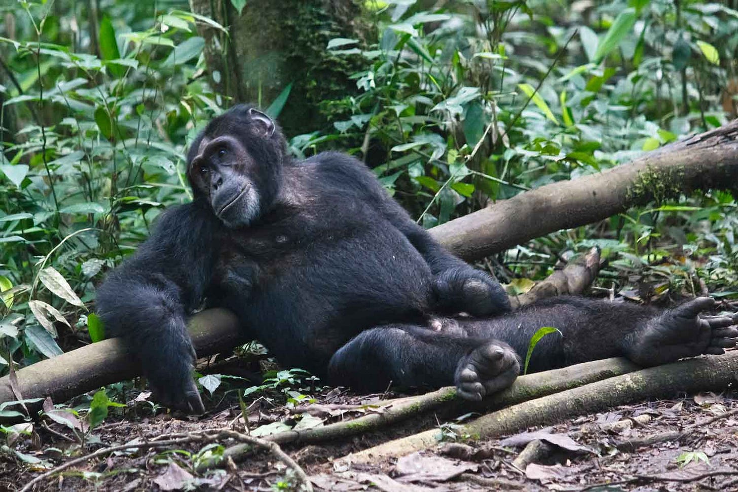 A male chimpanzee sitting in a reclined position upon a log with both hands and feet visible. The left hand has no fingers or thumb. A male chimpanzee sitting in a reclined position upon a log with both hands and feet visible. The left hand has no fingers or thumb.
