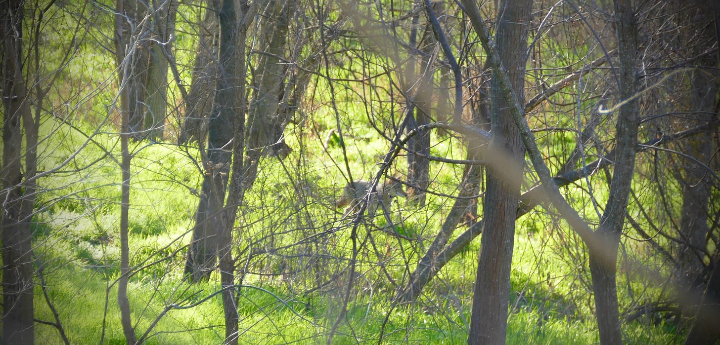 Coyote on the move behind the factories on a February morning