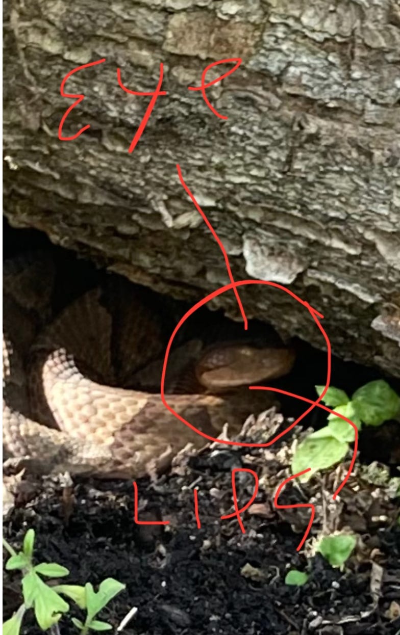 The right side of Copperhead's face is visible in the photo.