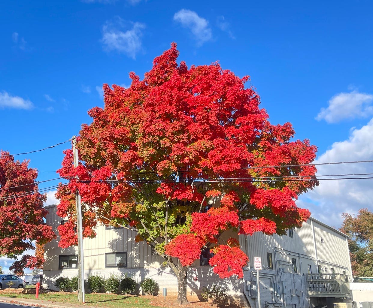 Tree with bright red leaves in front of a deep blue sky