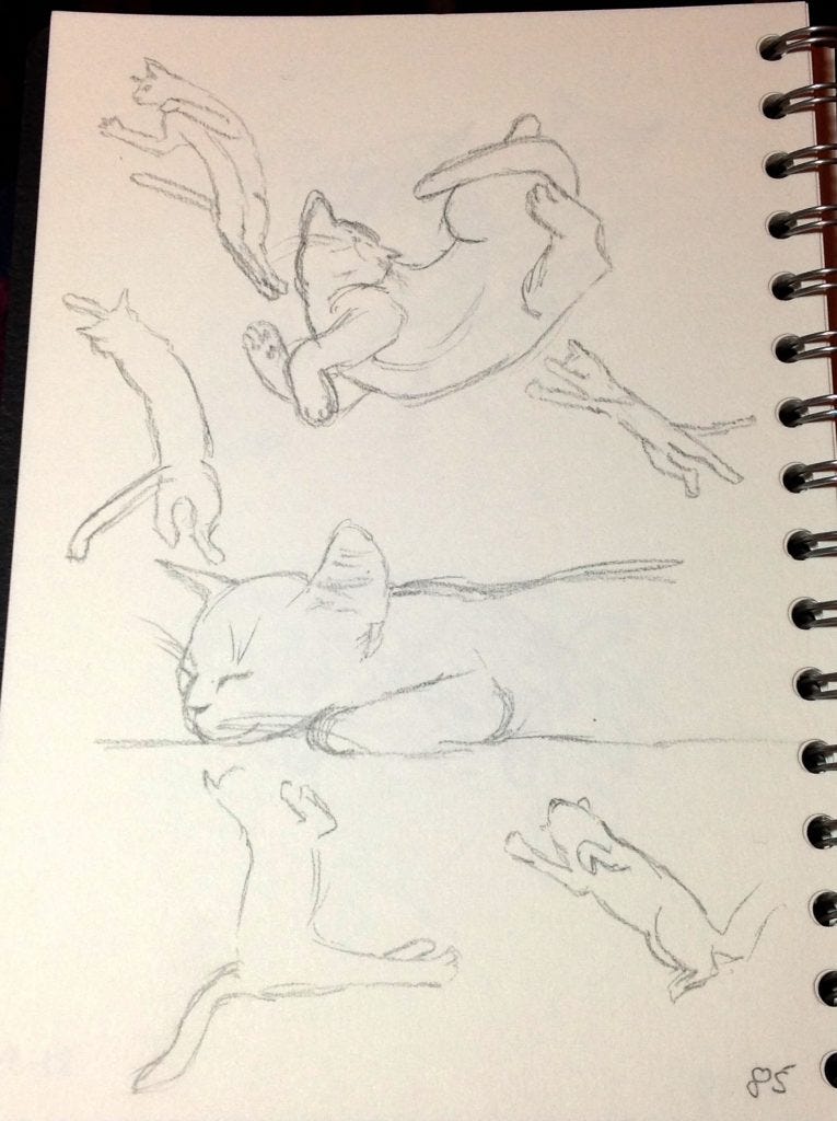 A page of cat sketches