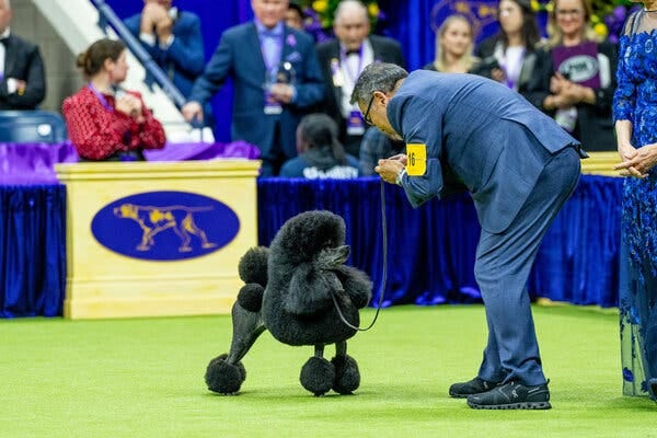 A small black dog looks up at a man in a blue suit while standing on green turf.