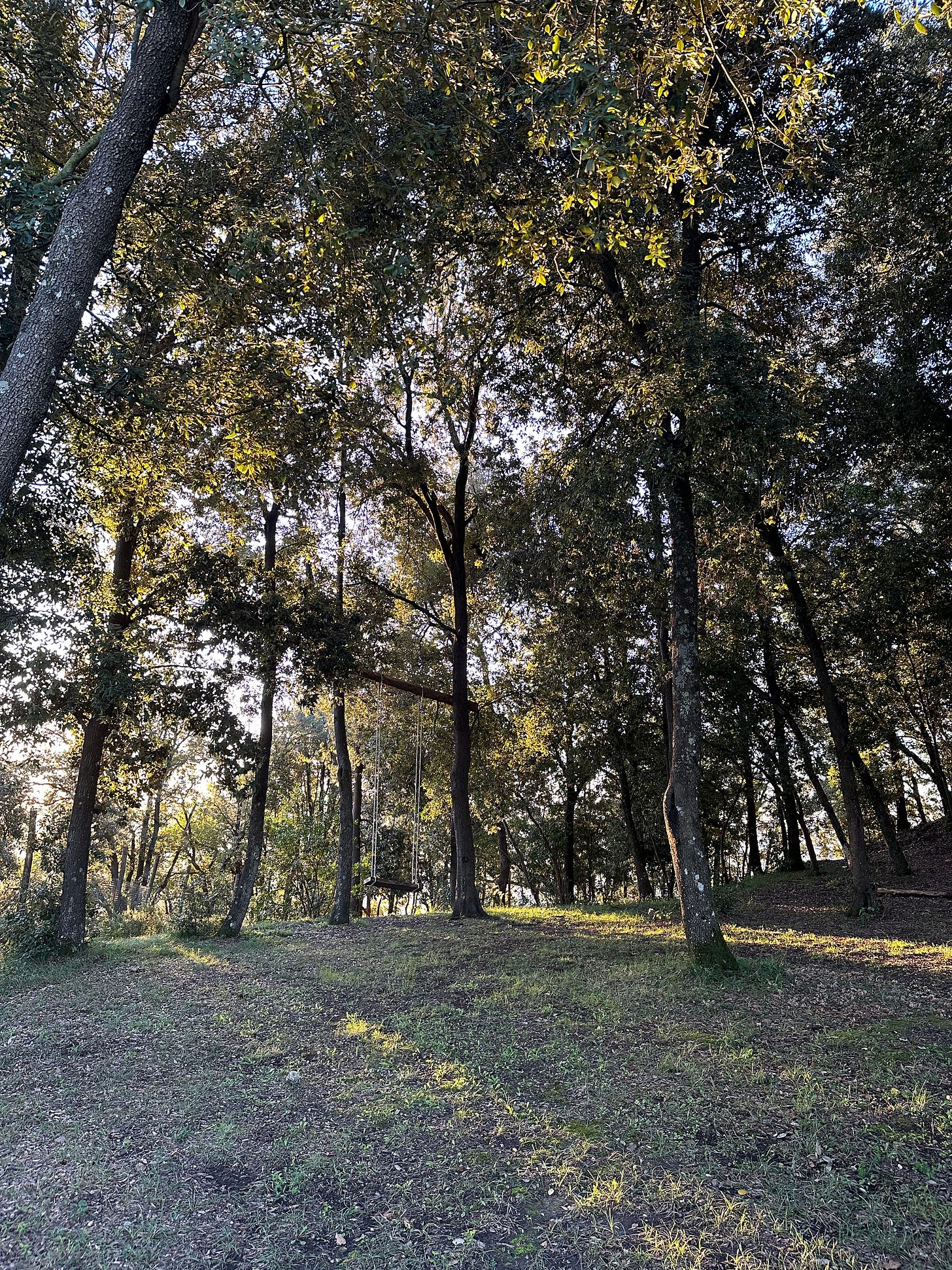 An image of a circle of oak trees, with a swing hanging between 2 of the trees, and sunlight streaming in from the left, casting shadows of light on the grass