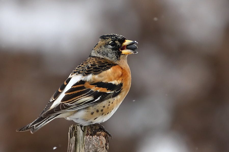 A male brambling on a perch, with a seed in its beak. Black and brown streaks, white rump, some orange on the wing – but even more orange on the chest and shoulders. 