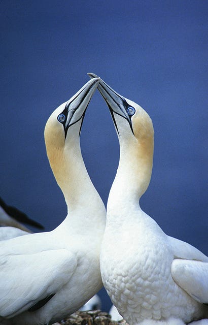 File:Gannets on the Bass Rock - geograph.org.uk - 953086.jpg - Wikimedia  Commons