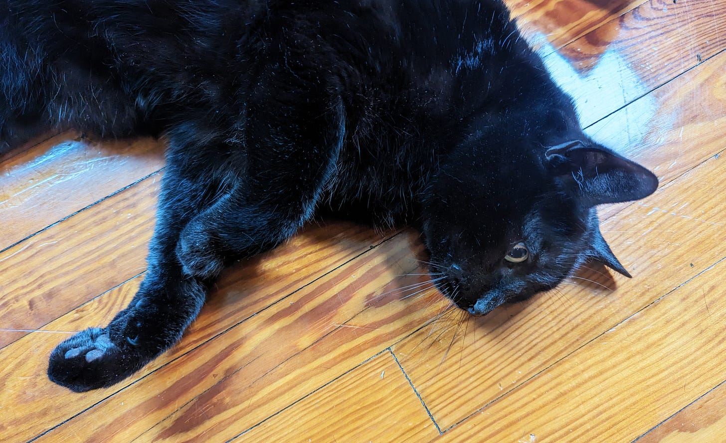 A black cat lies on his side on a wooden floor.