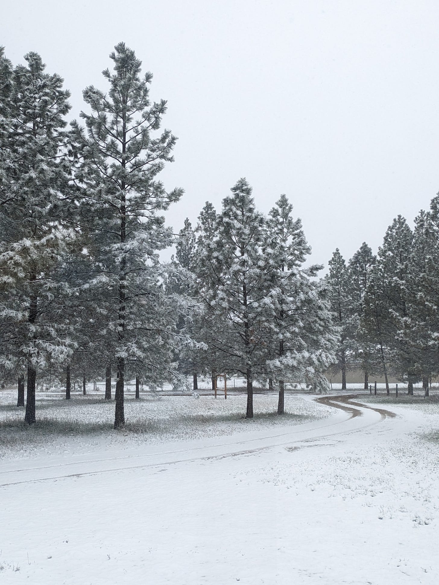 the same rural scene as above, but the trees are covered with snow, as is the ground. Tire tracks can be seen on the road, through the snow.