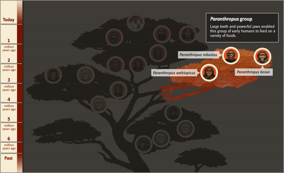 Paranthropus | Human family tree, Human, Family tree