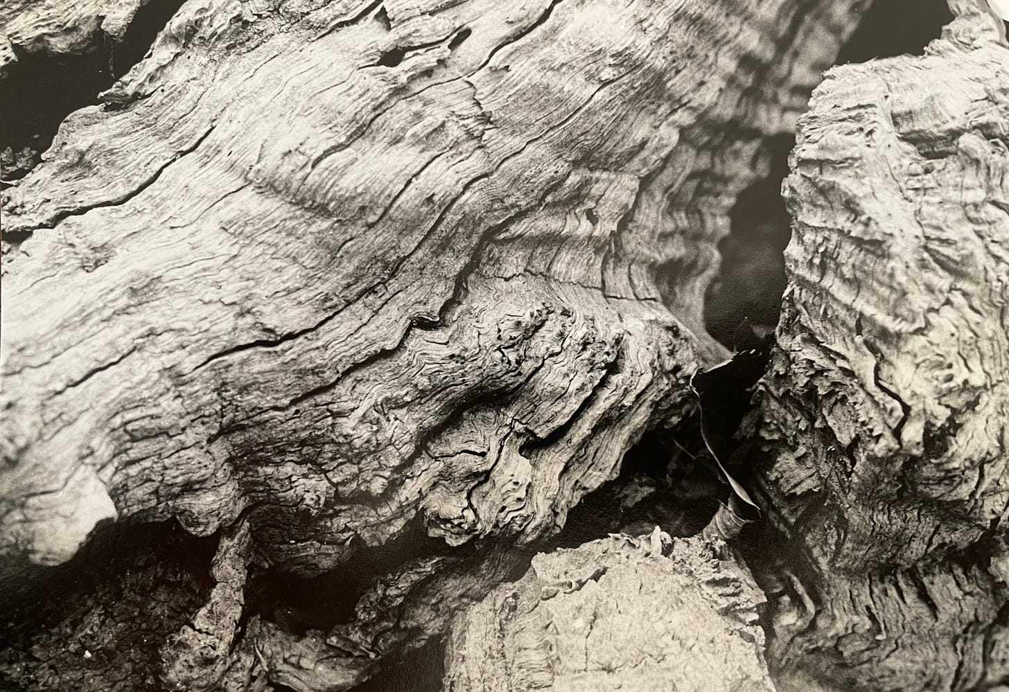 Black and white photo of petrified wood