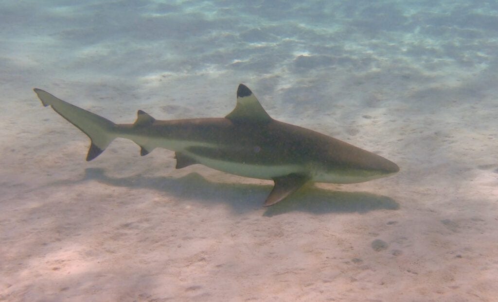 Black Tips Reef Shark