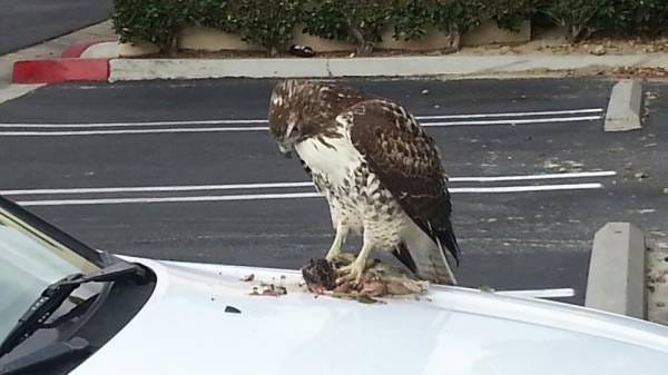 Just witnessed a hawk smash a squirrel into a hood. Now its currently ...