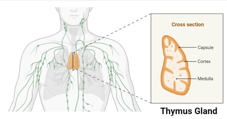 Thymus Gland- Definition, Structure, Hormones, Functions, Disorders