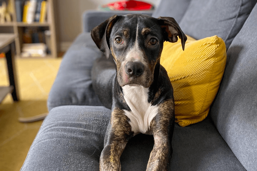 Mystic, a black and white foster puppy, lies on our grey couch next to a yellow pillow