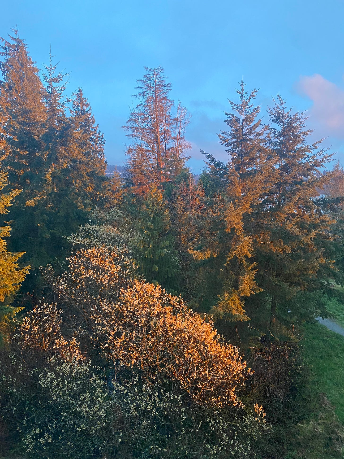 A view out my front window, a mix of tall evergreens in the background and a smaller deciduous tree with blossoms in the foreground. The sky is cotton candy blue with pink clouds, and the orange light of sunset shines over everything.