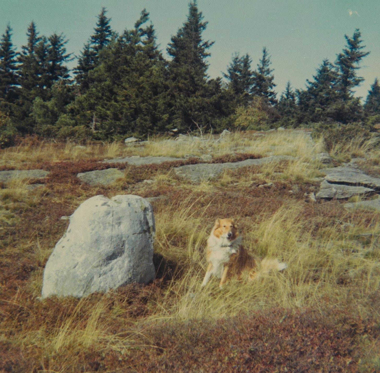 dog near rock