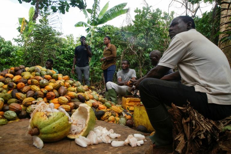 Cocoa farmers in Ivory Coast