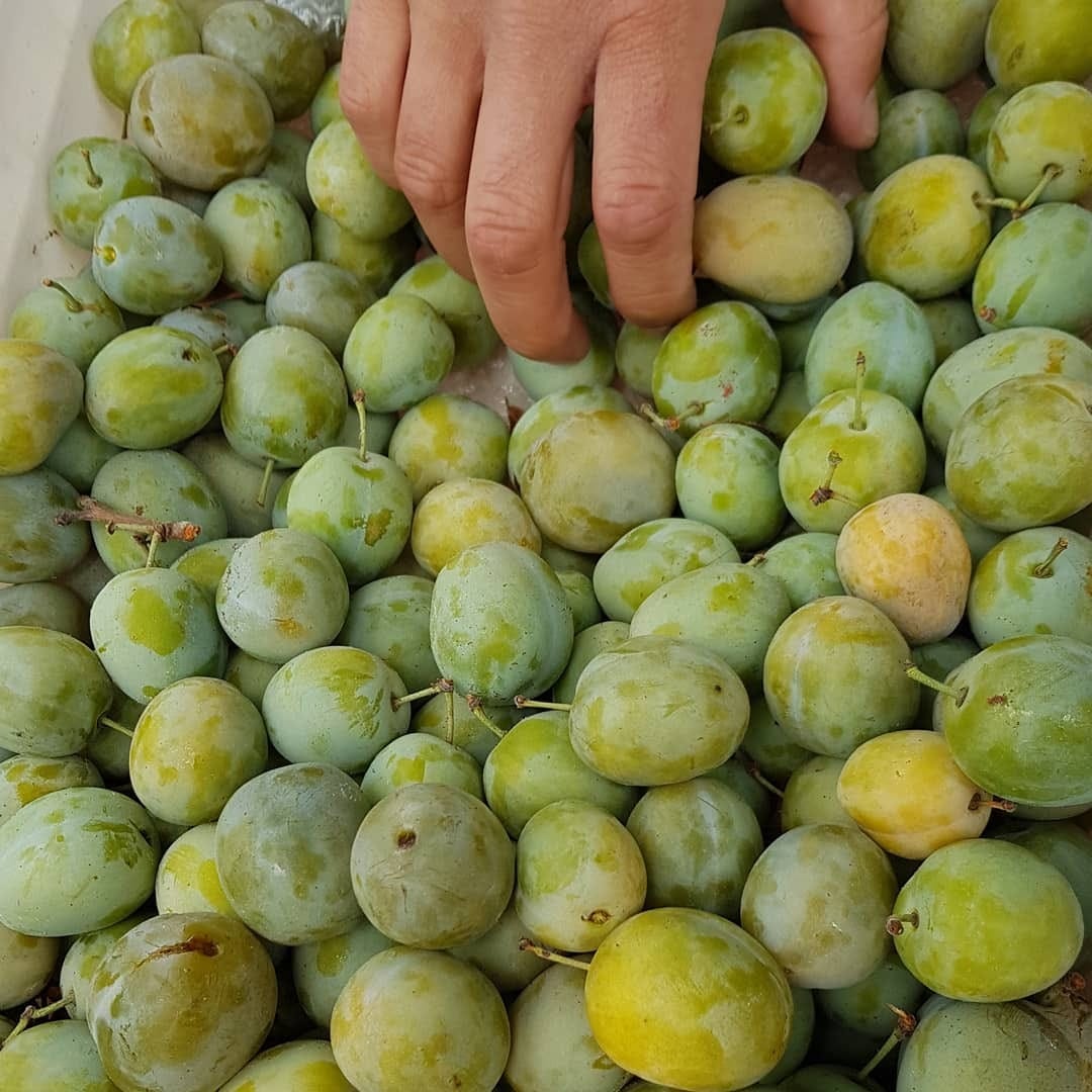 Greengages at farmers market