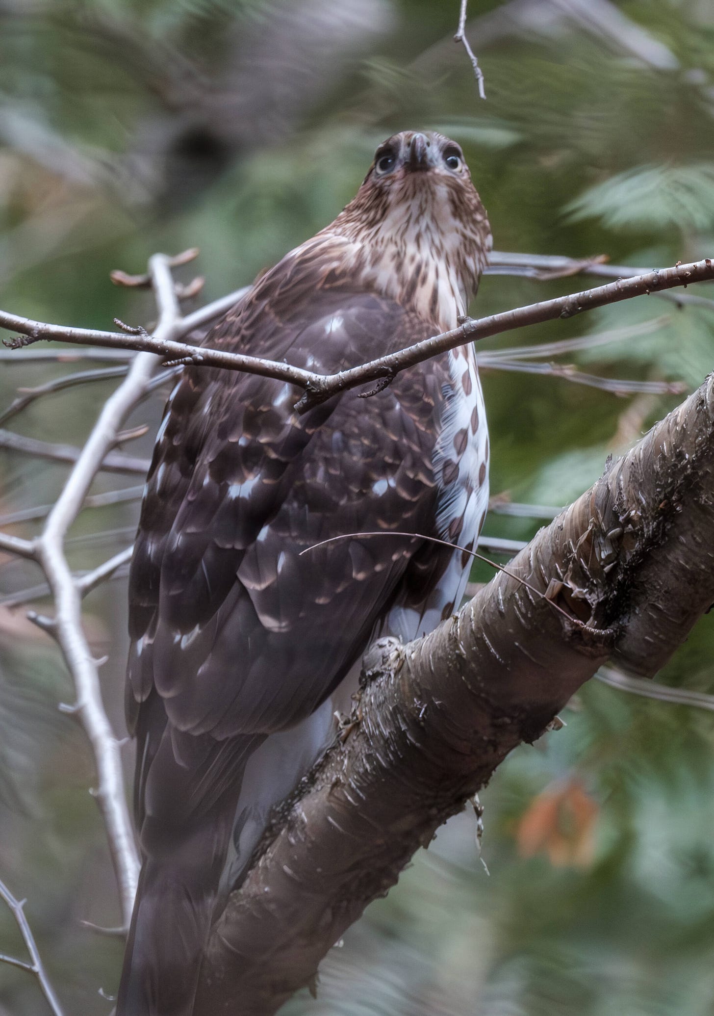 Coopers Hawk