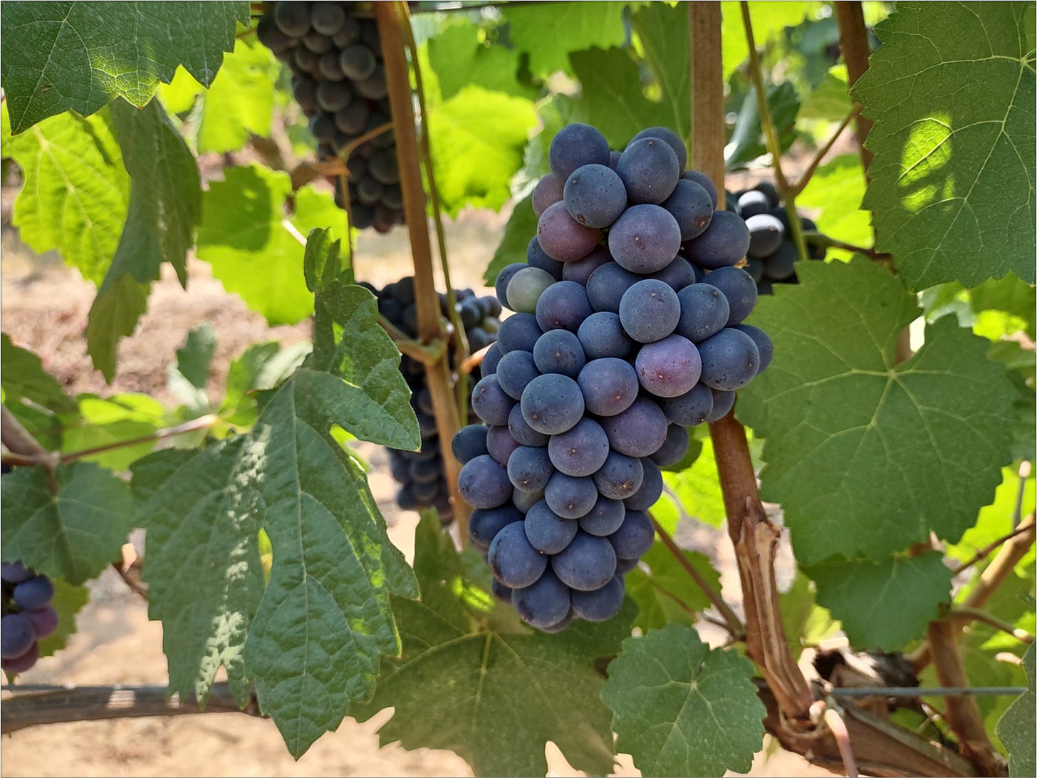 Willamette Valley Pinot Noir on the way to The Great Cluster Pluck.
