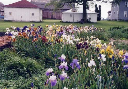 Field of iris during early years at Genuine Faux Farm