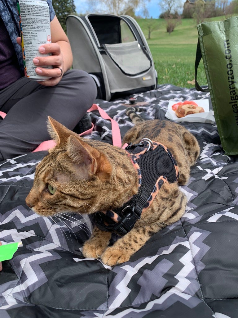 Cat at a picnic