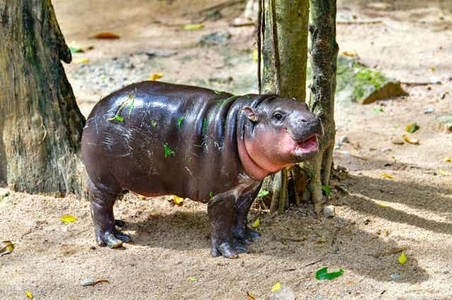 Moo Deng: the celebrated hippo's real home has disappeared – will the world  restore it?