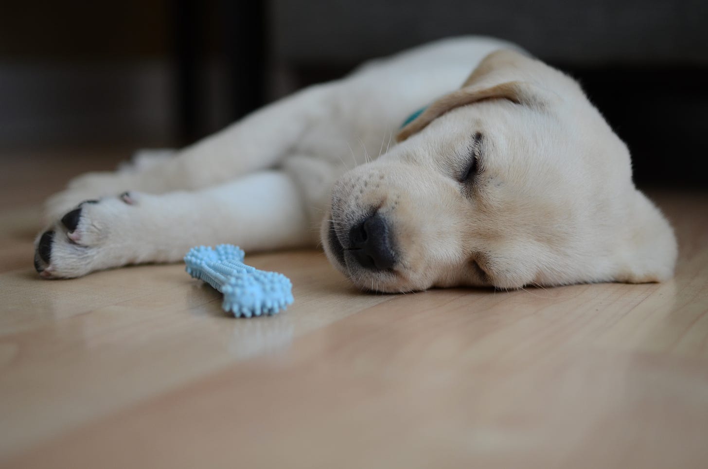 A yellow Labrador retriever puppy sleeps soundly on a hardwood floor with a blue bone next to her. 