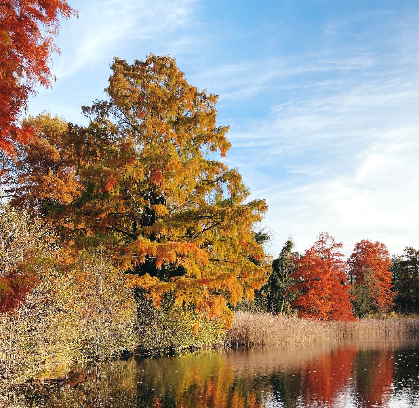 Imagem: Árvores coloridas em amarelo, laranja e vermelho em alto outono à beira de um lago.