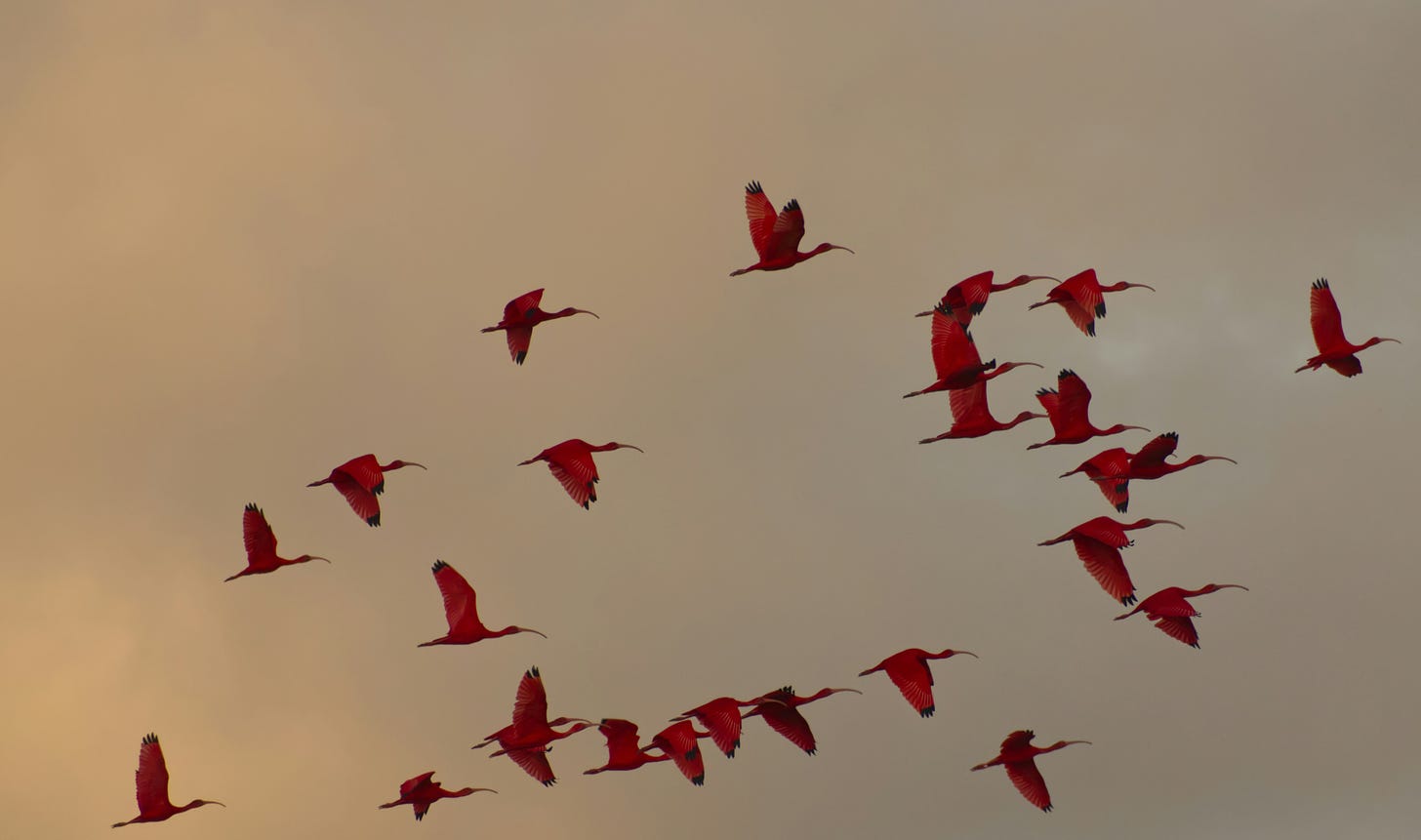 Scarlet Ibis birds in flight over Caroni River 