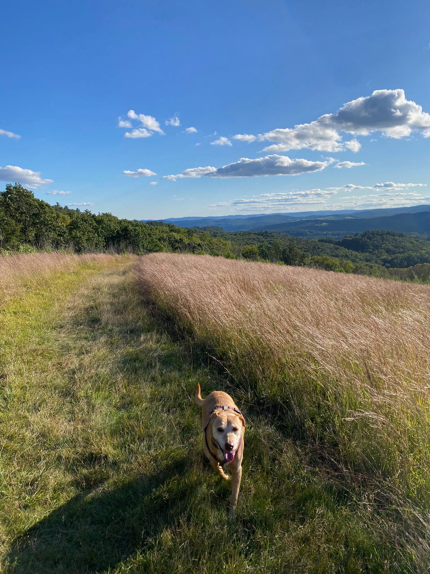 Nessa running toward the camera on a grassy path on a ridgetop. The sky is blue and full of small white clouds; there are hills in the distance.