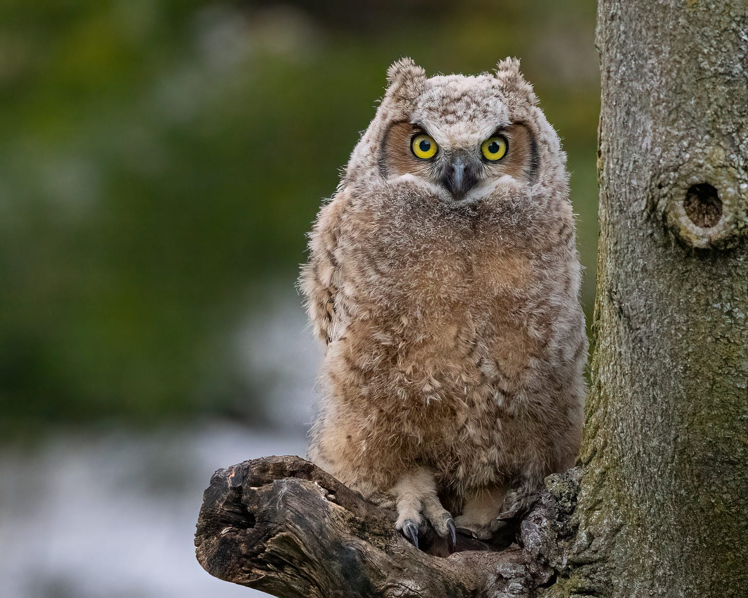 In this image, the fledgling owl is sitting on a branch next to the trunk of a large tree. The fledgling still has its fluffy feathers, but the disc face shape is starting to show around its eyes. It's so-called horns are fluffy feathers sticking up. In the subsequent images, a man's hands are shown holding the baby owl on the first day after it fell out of the nest. At that time, the owl was entirely white, fluffy feathers with disproportionately big feet with claws. The next image shows the plastic tub that the owl rescue team strapped to a nearby tree and filled with leaves and twigs. In the final image, the baby owl is shown laying in the bottom of the tub trying to hide.