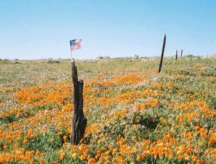 A photo of a tattered, small american flag stuck in a weathered stump in a field of poppies against a cloudless blue sky.