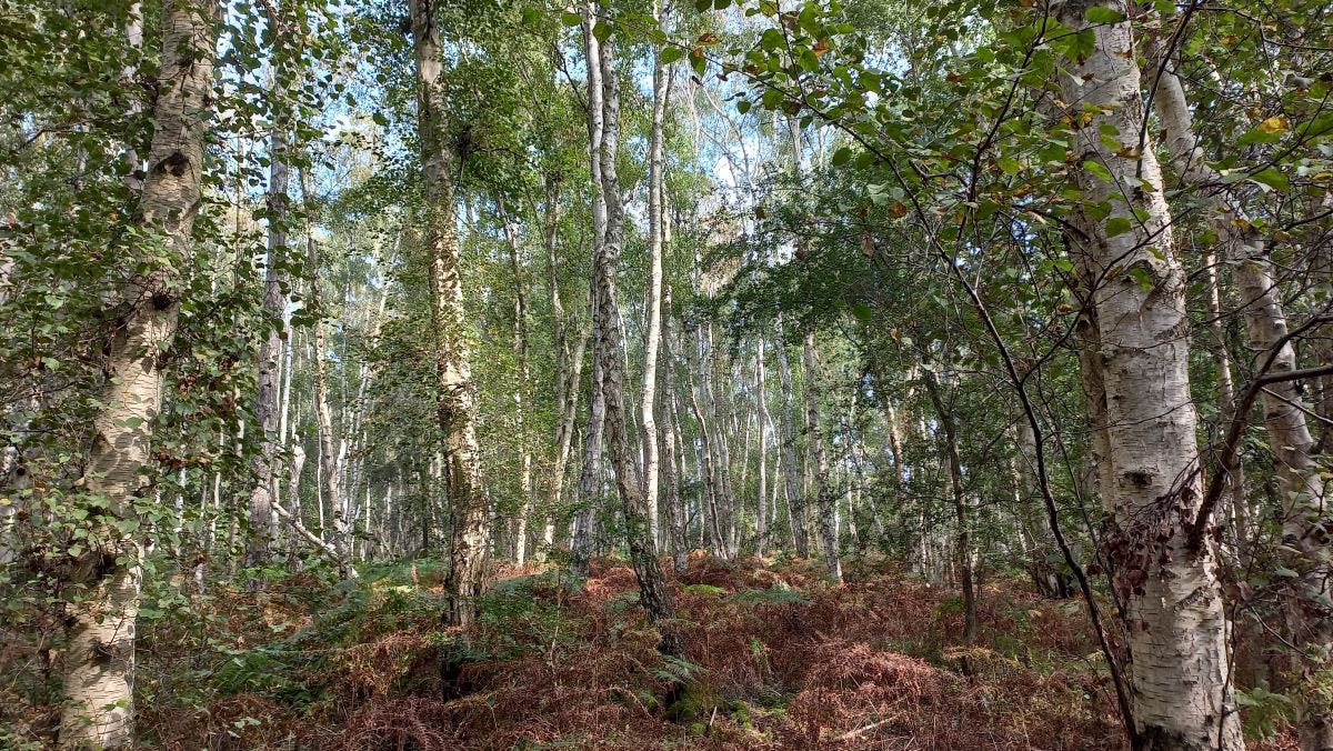 Birch woodland at Holme Fen