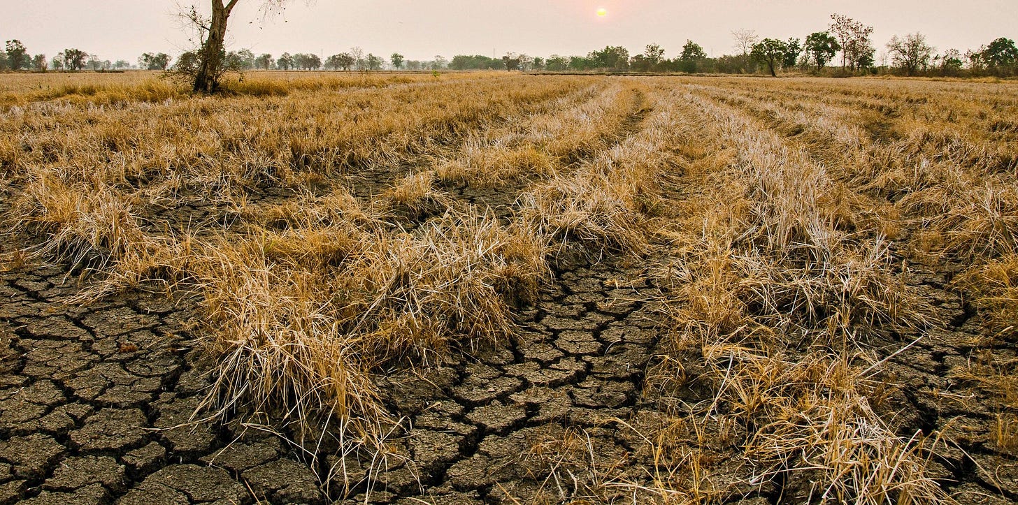 Sécheresse : l'agriculture mise au défi