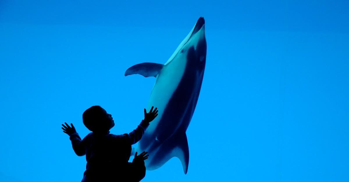 Kleurenfoto van een zwart witte dolfijn in een felblauw aquarium. Op de voorgrond zie je in de schaduw twee kinderen tegen het glas de dolfijn proberen aan te raken