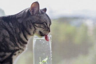 Ce chat a soif donc il boit. Il a bien raison.
