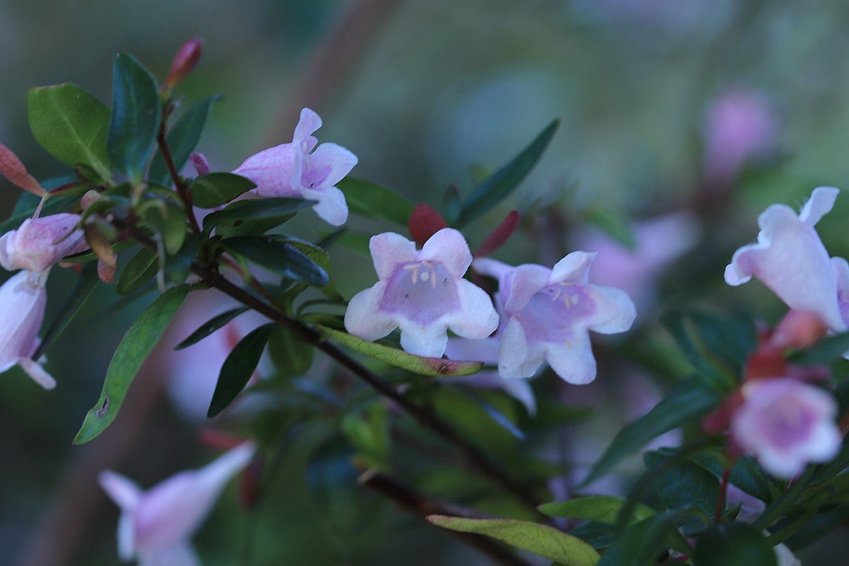 fioritura Abelia grandiflora